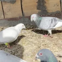 ۶تا دورگ|پرنده|بجنورد, |دیوار