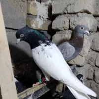 کفتر کلهسیاه نر|پرنده|گلبهار, نوبهار|دیوار