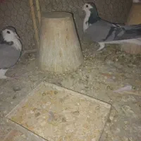 کرماده|پرنده|اصفهان, بهارانچی|دیوار