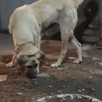 سگع پژدر|سگ|ملایر, |دیوار