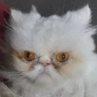 گربه پرشین سوپر فلت سفید