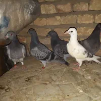 کبوترپلاکی|پرنده|گنبد کاووس, |دیوار