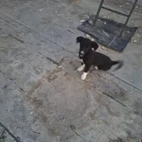 سگ پاکوتاه بازیگوش