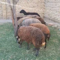 گوسفند میش