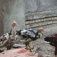 مرغ‌وخروس‌لاری