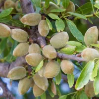 نهال بادام خوشه ای|خدمات باغبانی و درختکاری|تاکستان, |دیوار