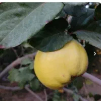 به و ازگیل|خوردنی و آشامیدنی|منجیل, |دیوار