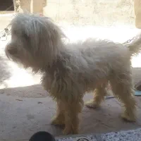 سگ پا کوتاه