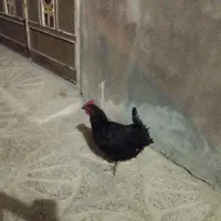 مادروبچه