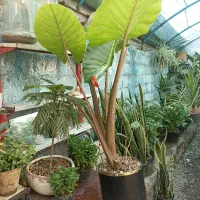 بابا ادم