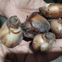 فروش پیاز گل نرگس
