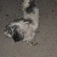 واگذاری سگ رایگان