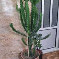 گل و گلدان آکواریوم