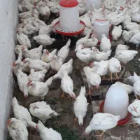 جوجه نژاد SLS تخم گذار و خروسک