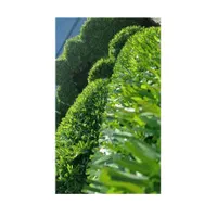 فنس چمنی ارتفاع یک متر|گل مصنوعی|تبریز, |دیوار