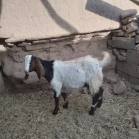 یک عدد کهره نر|حیوانات مزرعه|رفسنجان, |دیوار