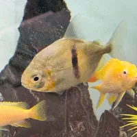 ماهی دالر بلک بار