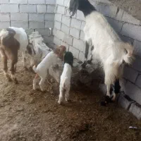 بز افغانی  دوتا نر داره