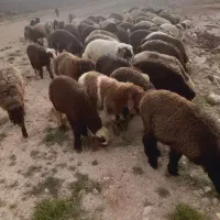 خرید گوسفند