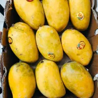 انبه درجه یک صادراتی زیر قیمت بازار|خوردنی و آشامیدنی|اصفهان, ارداجی|دیوار