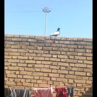 سینه ای نرومست