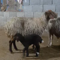 گوسفندوبره