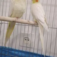 عروس هلندی کینگ سایز  .  طوطی.  قناری.