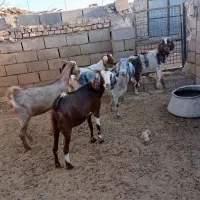 فروشی بز آبستن