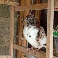 کبوتر|پرنده|رشت, احمد گوراب|دیوار