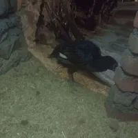 مرغ لاری|حیوانات مزرعه|سروآباد, |دیوار