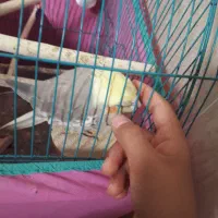 عروس هلندی نر