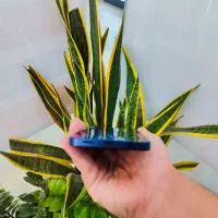 گوشی سامسونگ A06 رنگ مشکی با شرایط اقساطی|موبایل|اصفهان, مفتح|دیوار