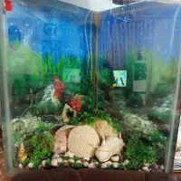 آگهی اکفاریم