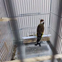 سهره نر بخون شلاقی جفتی