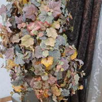 درختچه پاییزی قد بلند ایستاده پربرگ نو