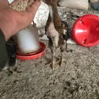 جوجه‌ لاری|حیوانات مزرعه|بهشهر, |دیوار