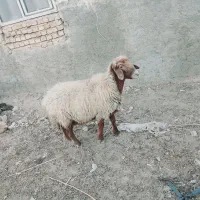 دوتا گوسفند ماده|حیوانات مزرعه|فراغی, |دیوار