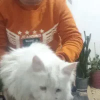 واگذاری گربه ملوس پرشین