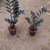 زاموفیلیا بلک،|گل و گیاه طبیعی|اسالم, |دیوار