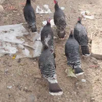 بوقلمون مرغ  جوجه|حیوانات مزرعه|صدرا-فارس, فاز ۲|دیوار