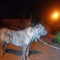 سگ افغان|سگ|سنگر, |دیوار