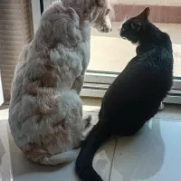 دوستان خوب برای واگذاری به خانواده مهربان