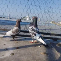 کفتر|پرنده|داراب, |دیوار