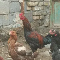 خروس لاری