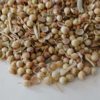 گشنیز تمیز کشت امسال