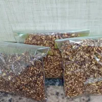 دونه انار خشک