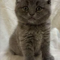 شهر گربه های بانمک ( پرشین اسکاتیش بریتیش )|گربه|شیراز, دروازه اصفهان|دیوار