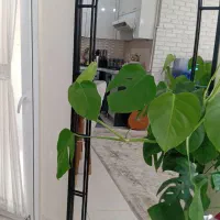 آینه قدی|آینه|تهران, جنت‌آباد مرکزی|دیوار