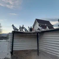 کفتر بمب زدوخوردی