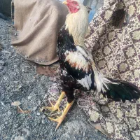 خروس لاری|حیوانات مزرعه|رودان, |دیوار